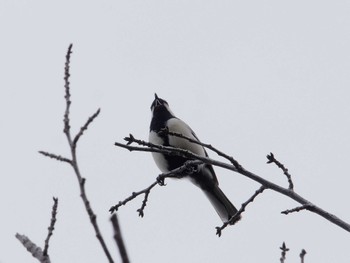 Japanese Tit 横浜市立金沢自然公園 Wed, 4/17/2024