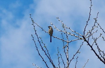 Bull-headed Shrike 長津川ふれあい広場 Wed, 4/17/2024