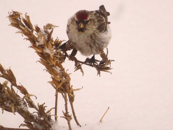 Common Redpoll Makomanai Park Fri, 1/26/2024