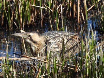 Eurasian Bittern Watarase Yusuichi (Wetland) Mon, 3/18/2024