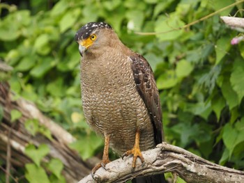 Crested Serpent Eagle Iriomote Island(Iriomotejima) Wed, 4/10/2024