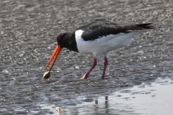 Eurasian Oystercatcher Sambanze Tideland Mon, 4/15/2024