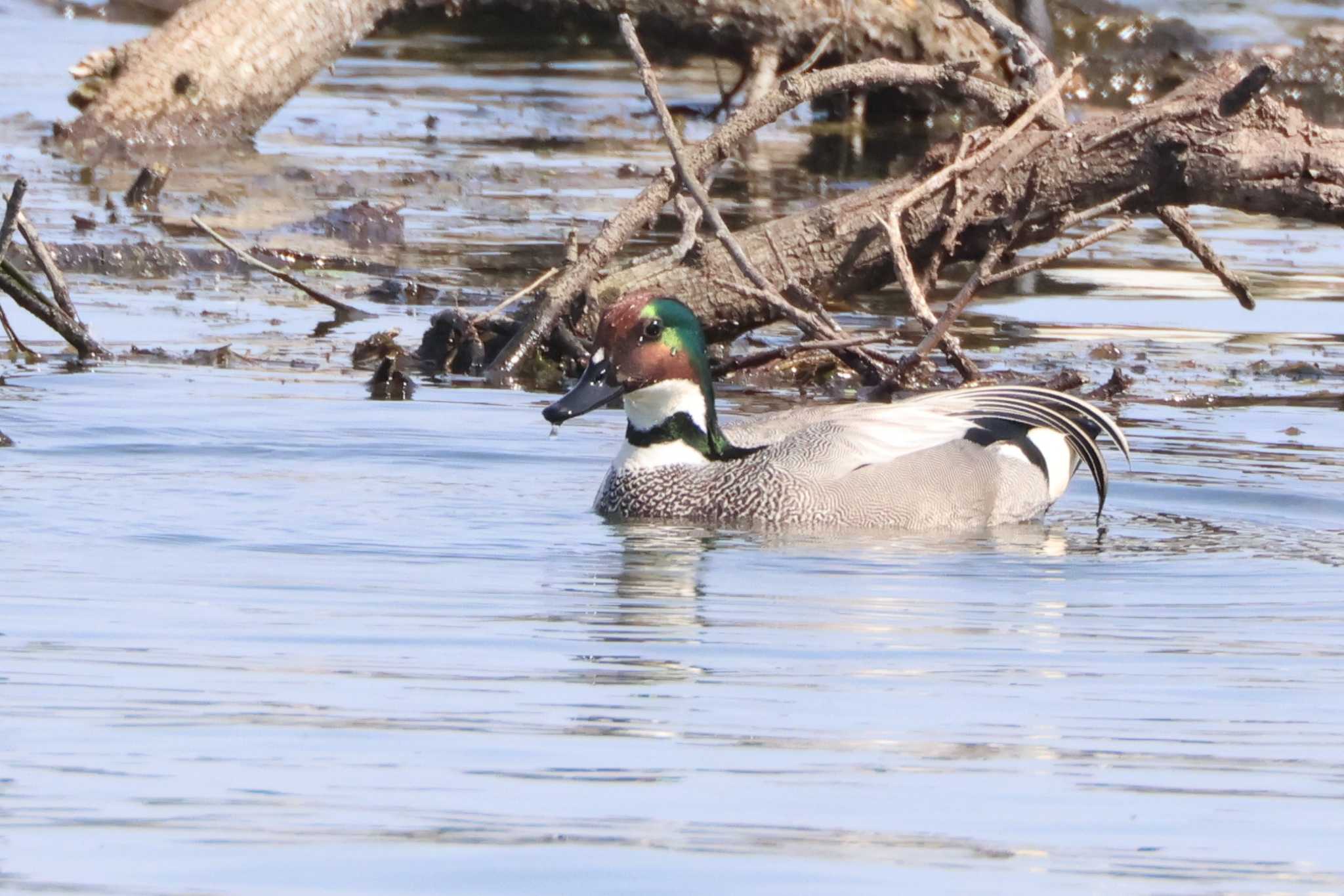 Falcated Duck