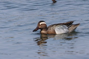 Garganey 勅使池(豊明市) Sun, 4/14/2024