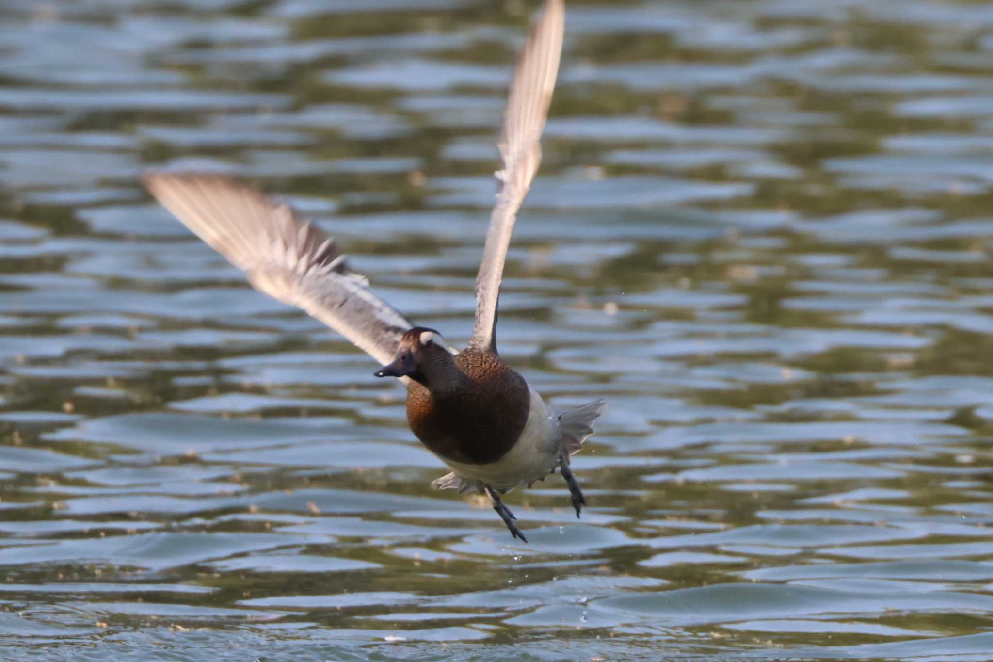 Photo of Garganey at 勅使池(豊明市) by OHモリ