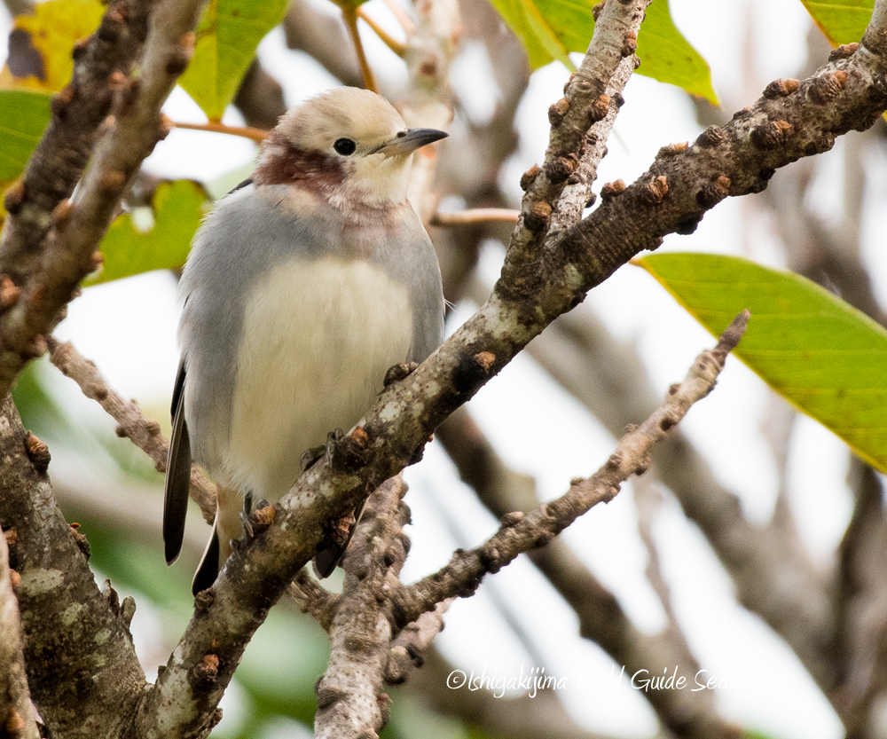 Photo of Chestnut-cheeked Starling at Ishigaki Island by 石垣島バードウオッチングガイドSeaBeans