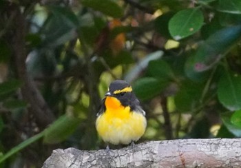 Narcissus Flycatcher Osaka castle park Sun, 4/14/2024