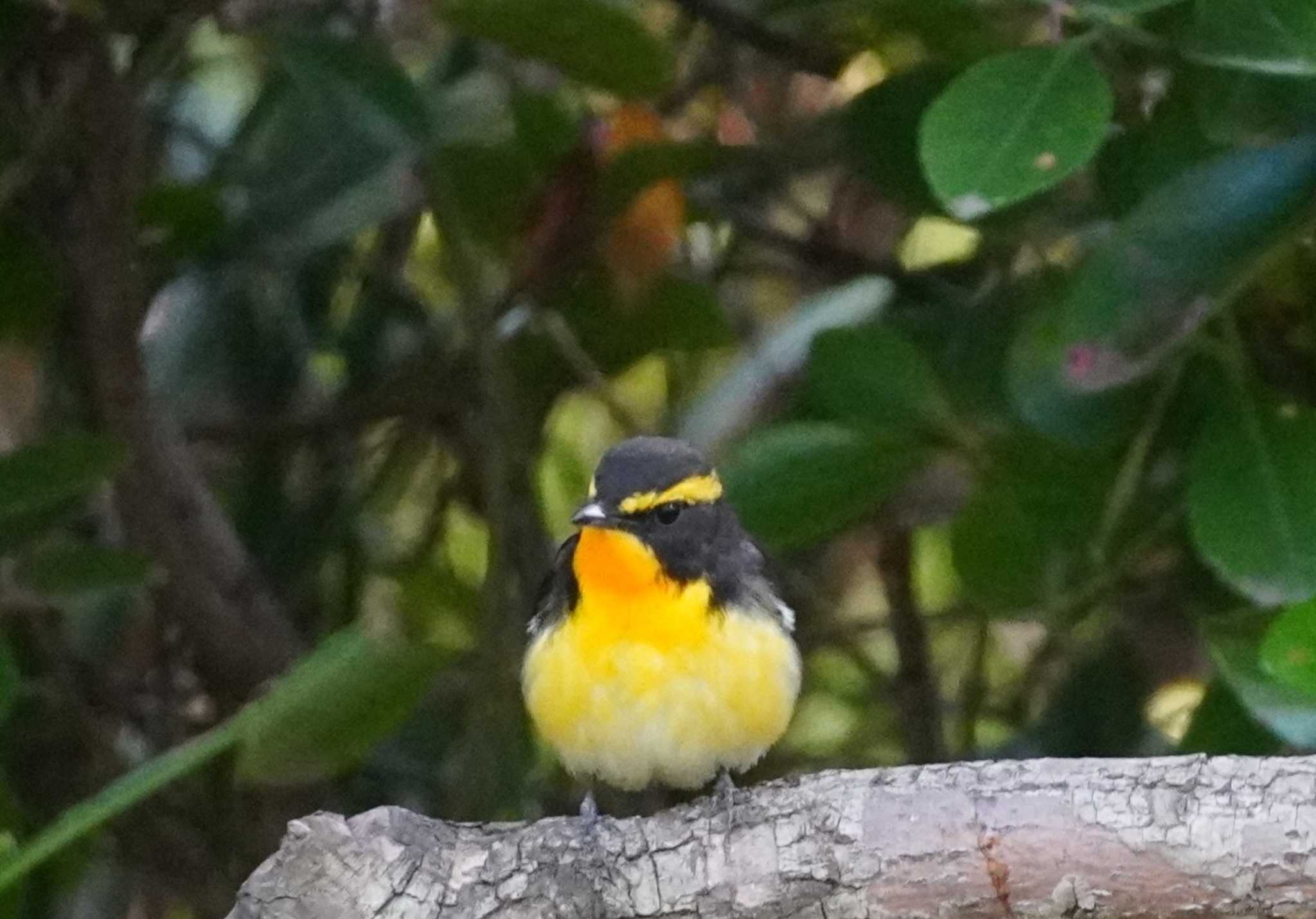 Narcissus Flycatcher