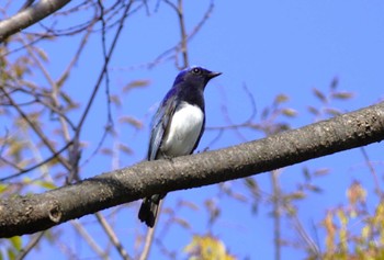 Blue-and-white Flycatcher Osaka castle park Sun, 4/14/2024