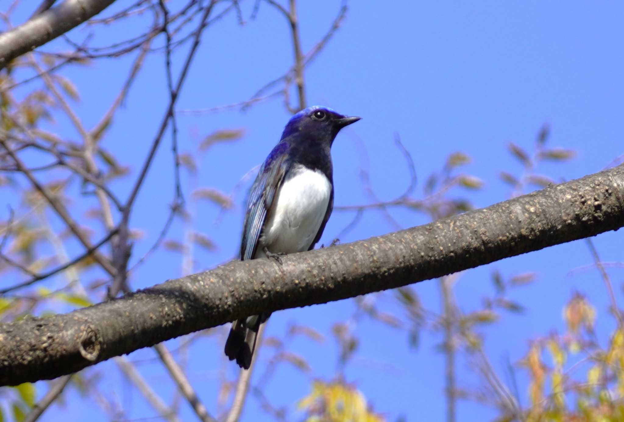 Blue-and-white Flycatcher