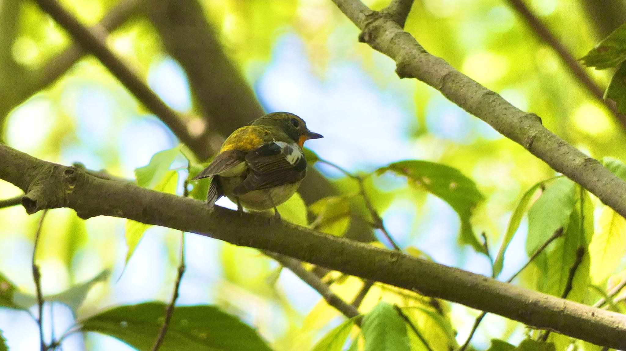 Narcissus Flycatcher