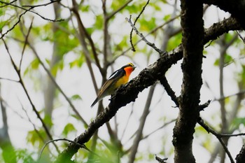 Narcissus Flycatcher 洗足池(大田区) Wed, 4/17/2024