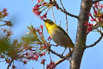 Warbling White-eye 日向薬師(神奈川県伊勢原市) Mon, 4/15/2024