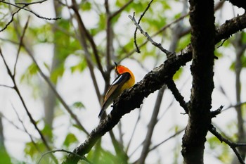 Narcissus Flycatcher 洗足池(大田区) Wed, 4/17/2024