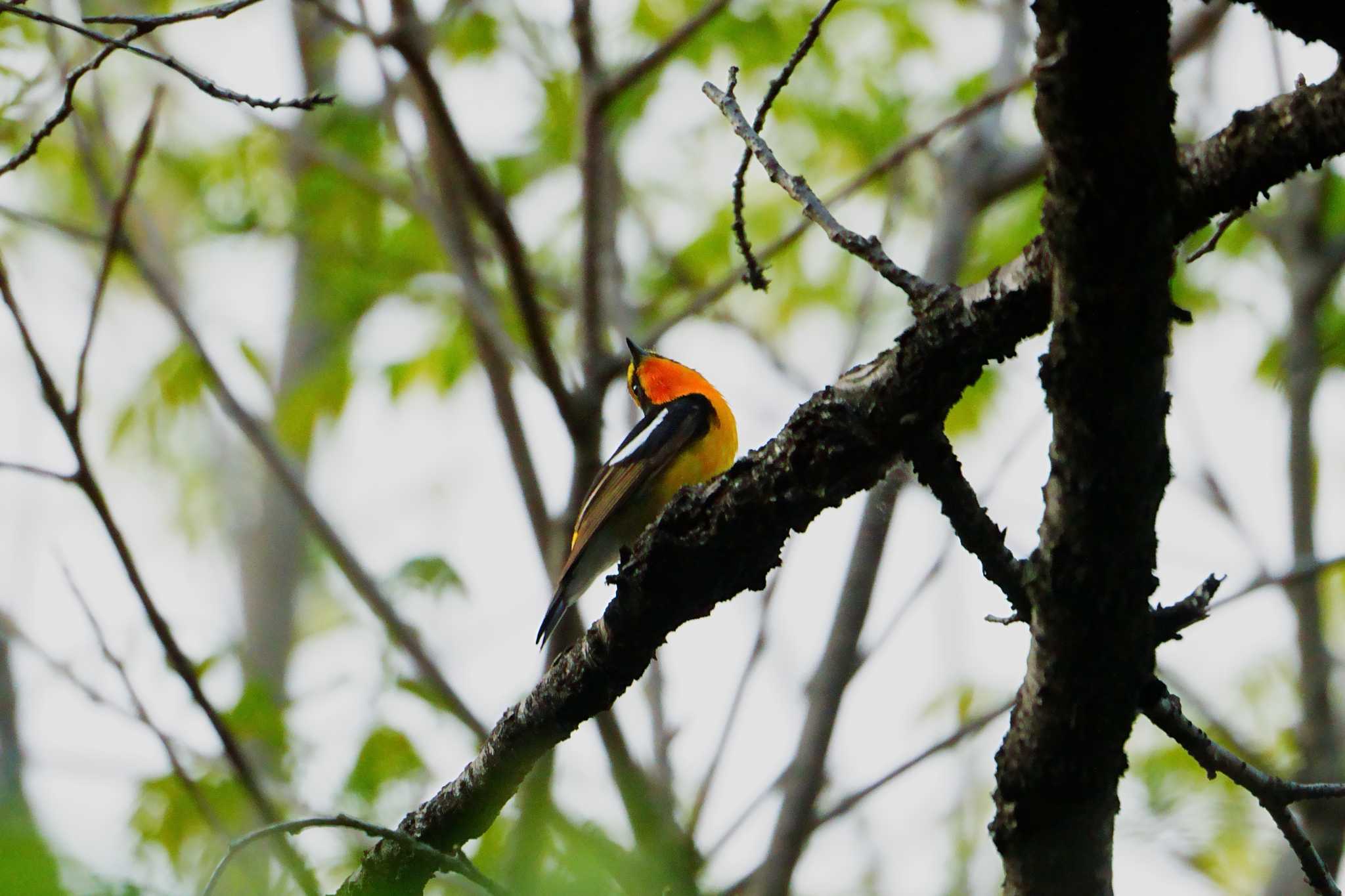 Narcissus Flycatcher