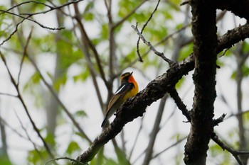 Wed, 4/17/2024 Birding report at 洗足池(大田区)