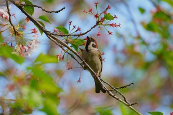 Eurasian Tree Sparrow 洗足池(大田区) Wed, 4/17/2024