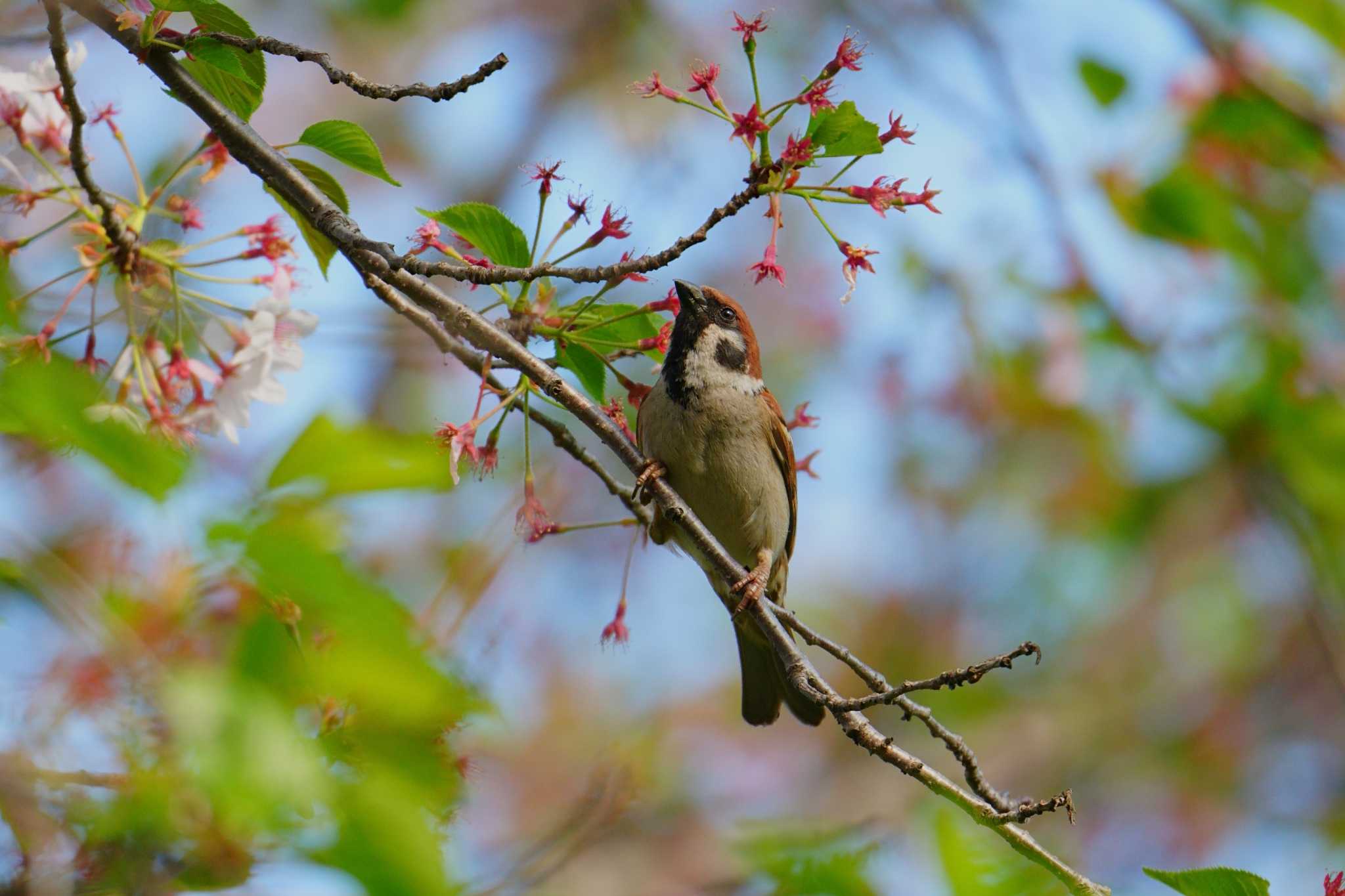 Eurasian Tree Sparrow