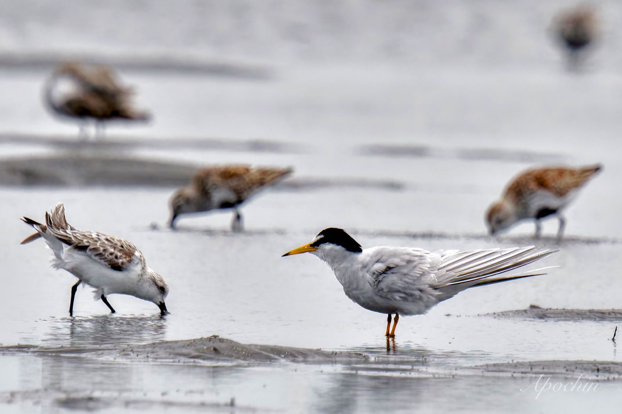 Photo of Little Tern at Sambanze Tideland by アポちん