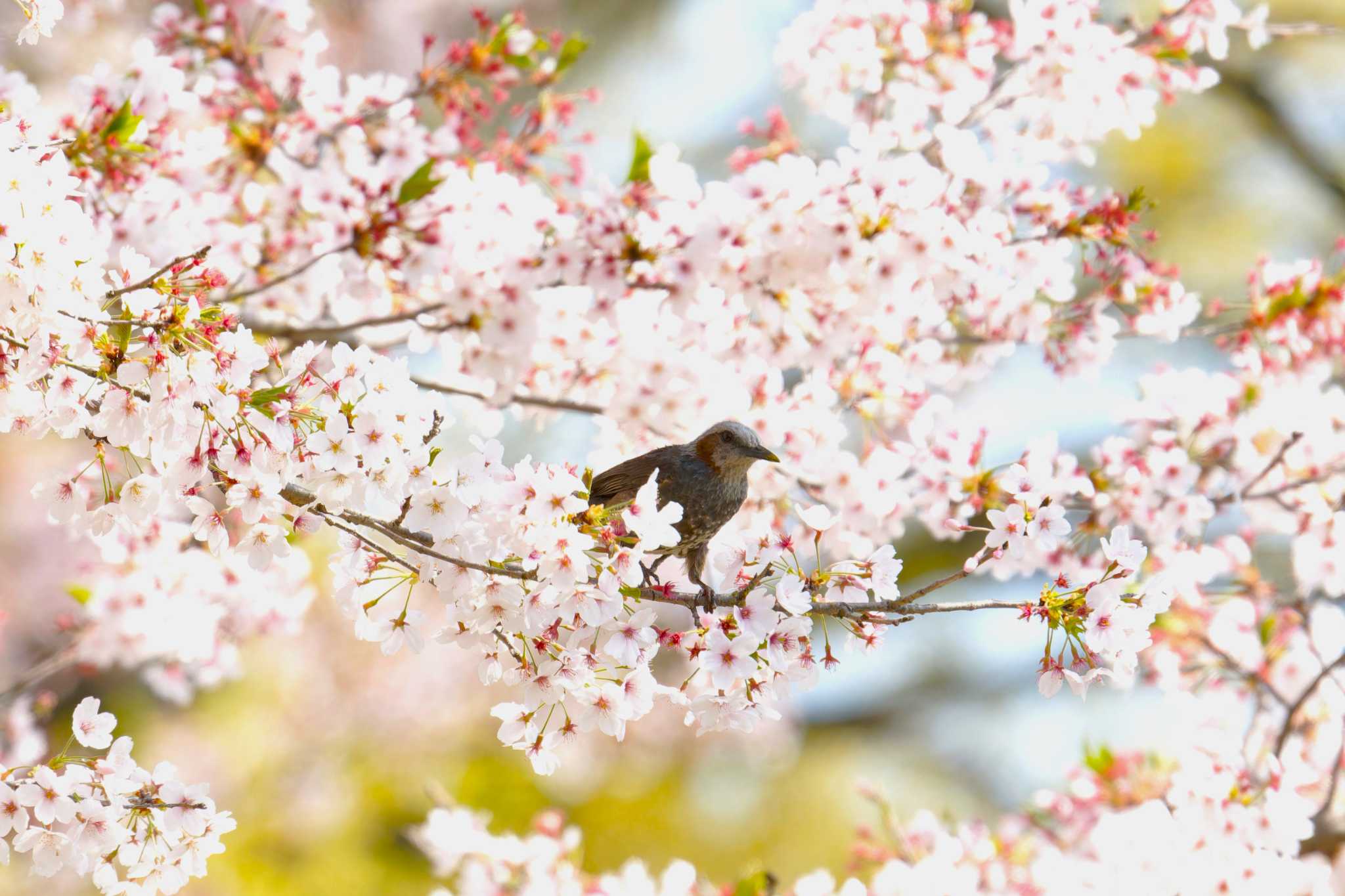 山梨県甲州市 ヒヨドリの写真 by na san