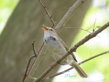 Japanese Bush Warbler Yatoyama Park Sun, 4/14/2024