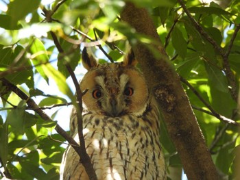 Long-eared Owl Watarase Yusuichi (Wetland) Tue, 4/2/2024