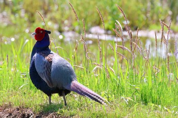 Green Pheasant 浮島ヶ原自然公園 Wed, 4/17/2024