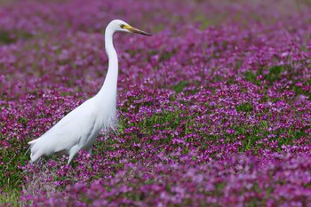 Medium Egret 浮島ヶ原自然公園 Wed, 4/17/2024