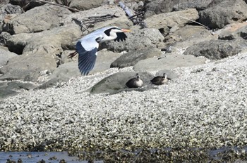 アオサギ 葛西臨海公園 2024年3月17日(日)