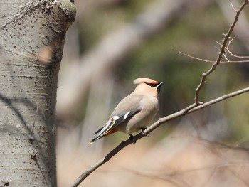 Bohemian Waxwing Kitamoto Nature Observation Park Fri, 3/22/2024