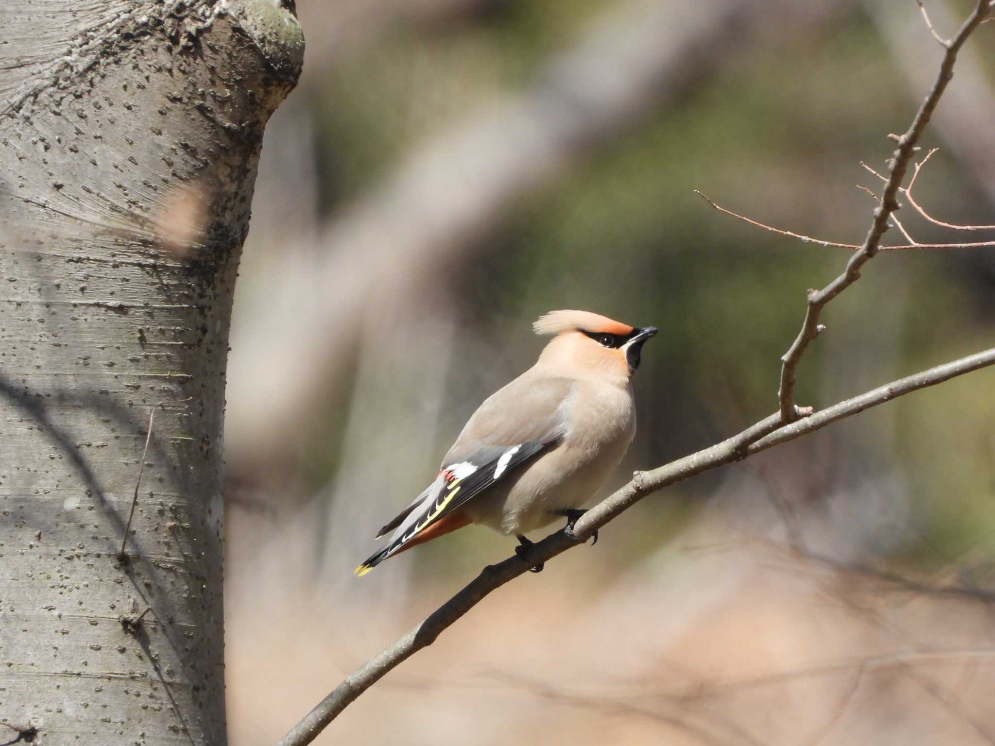 Photo of Bohemian Waxwing at Kitamoto Nature Observation Park by ときちゃん（ibis）