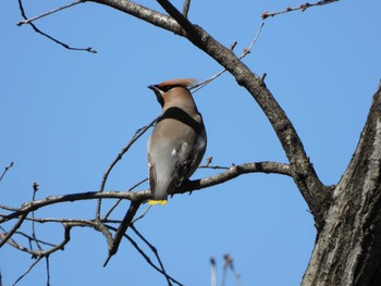 Bohemian Waxwing Kitamoto Nature Observation Park Fri, 3/22/2024