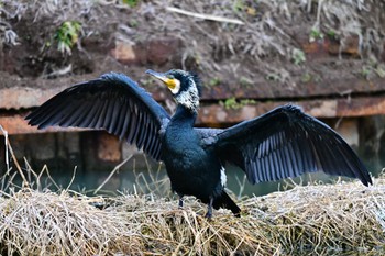 Great Cormorant Suwako Lake Sun, 3/24/2024