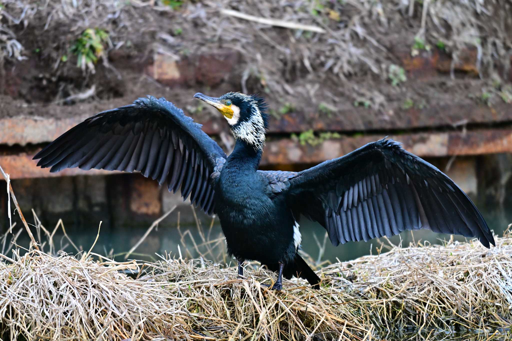 諏訪湖 カワウの写真 by とらねこ