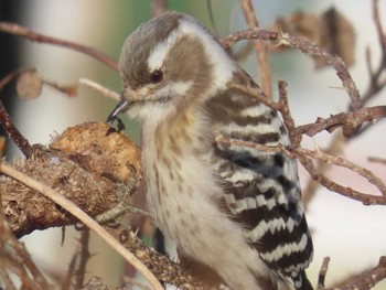 Japanese Pygmy Woodpecker(seebohmi) Unknown Spots Sun, 2/11/2024