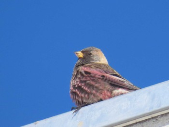 Asian Rosy Finch Unknown Spots Sun, 2/11/2024