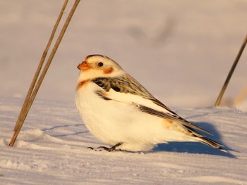 Snow Bunting 鵡川河口 Sun, 1/28/2024