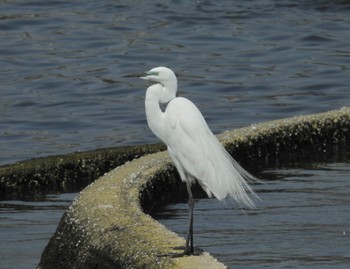 Great Egret(modesta)  岡山県 Sun, 4/14/2024