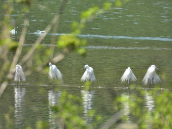 Great Egret(modesta)  岡山県 Sun, 4/14/2024