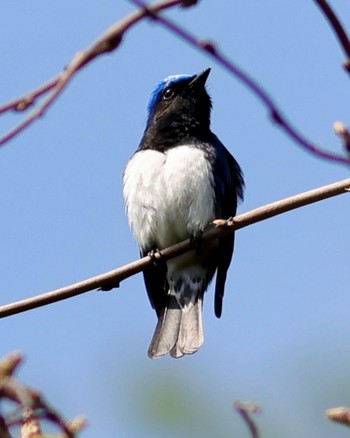 Blue-and-white Flycatcher 黒山三滝 Sun, 4/14/2024