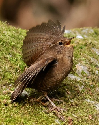 Eurasian Wren 黒山三滝 Sun, 4/14/2024