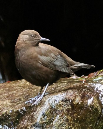 Brown Dipper 黒山三滝 Sun, 4/14/2024