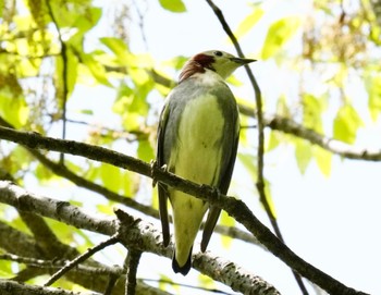 Chestnut-cheeked Starling 庄内緑地公園 Wed, 4/17/2024