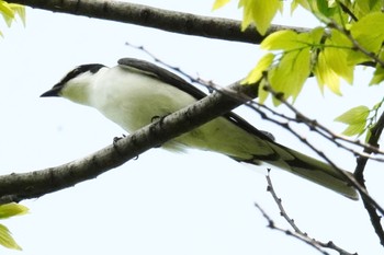 Ashy Minivet 庄内緑地公園 Wed, 4/17/2024