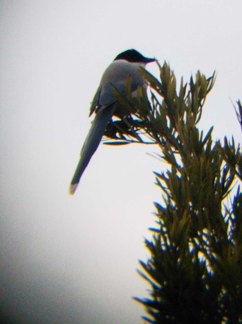 2018年12月26日(水) 葛西臨海公園の野鳥観察記録