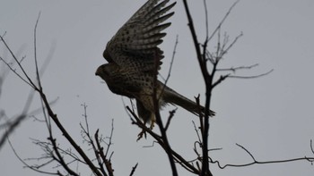 チョウゲンボウ 長野県南佐久 2024年4月17日(水)