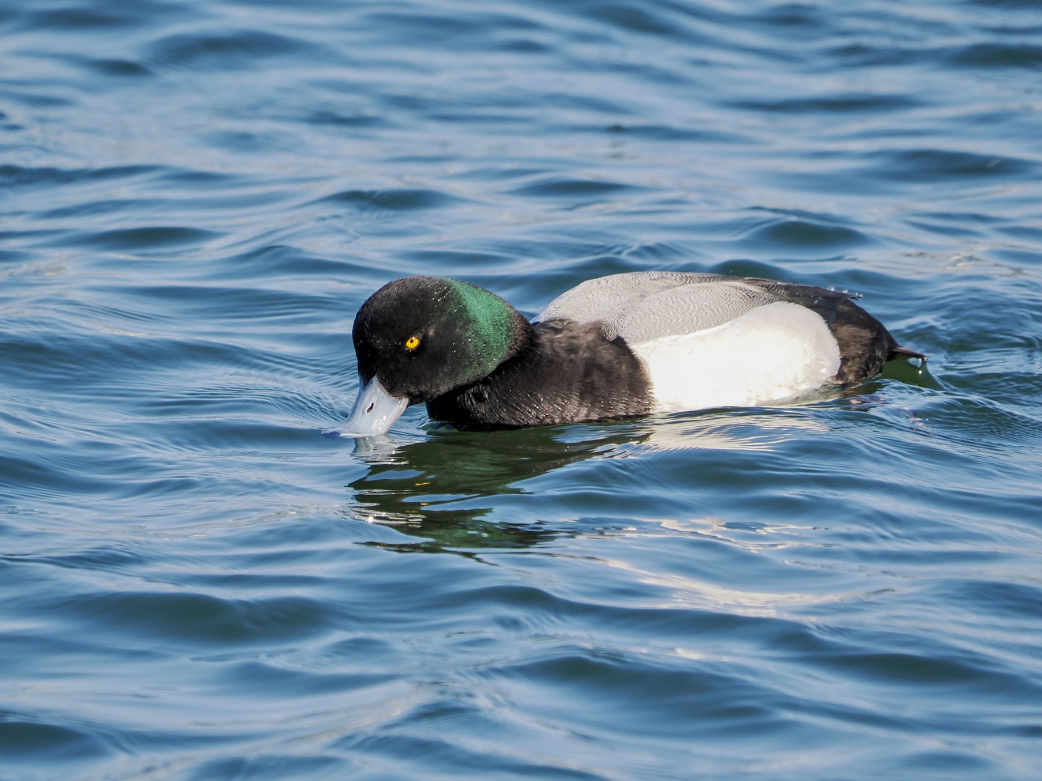 Greater Scaup