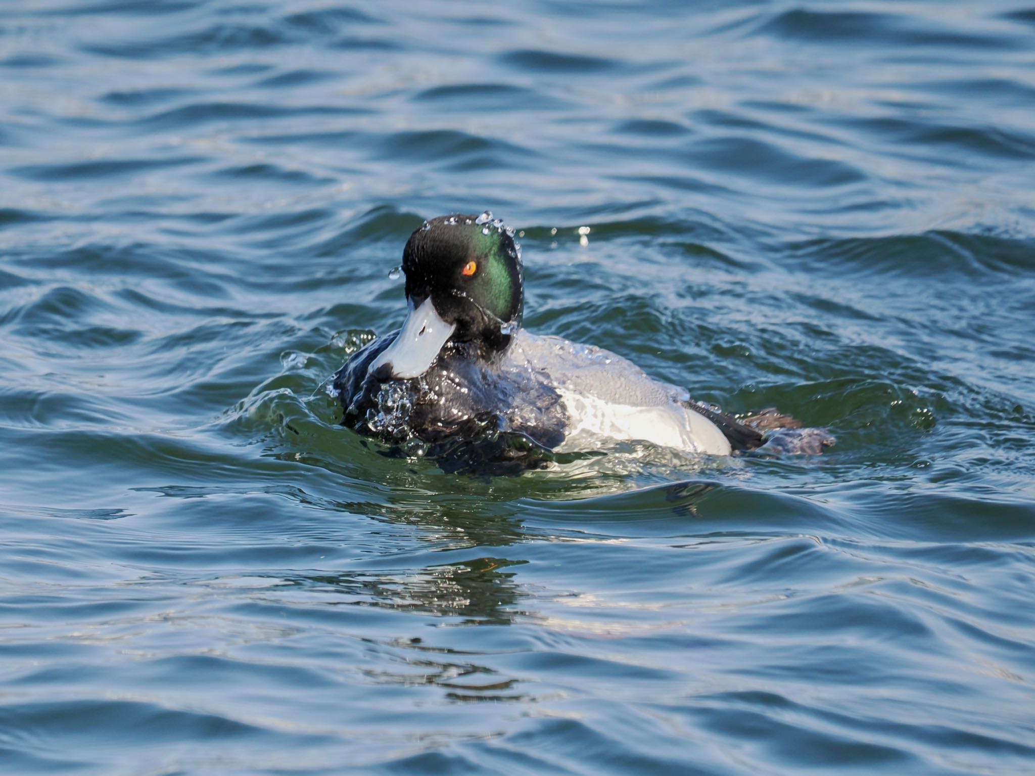 Greater Scaup