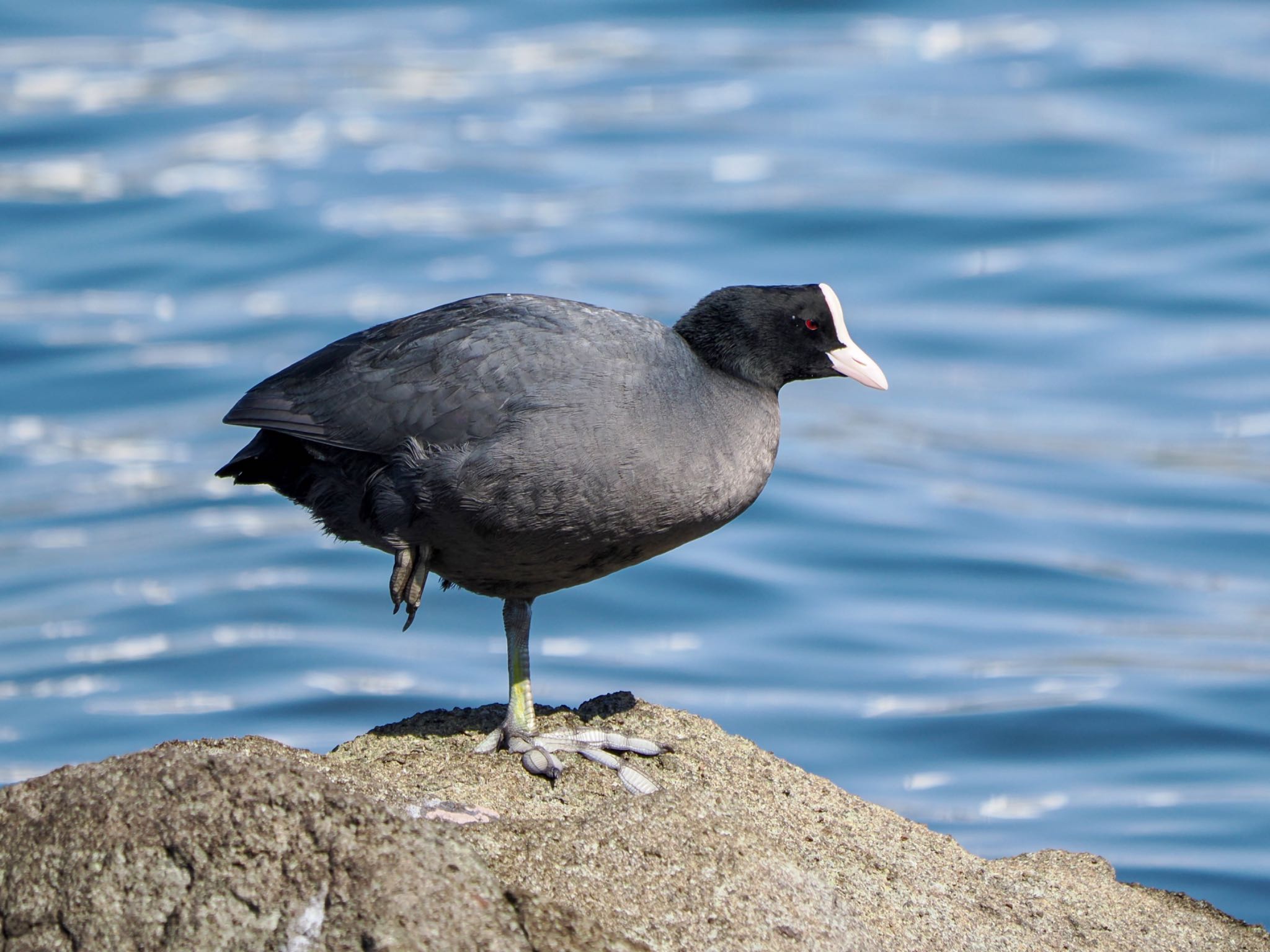 Eurasian Coot