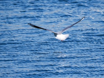 2024年3月31日(日) お台場海浜公園の野鳥観察記録